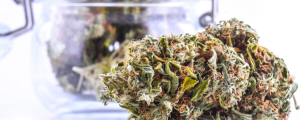 fleurs de CBD